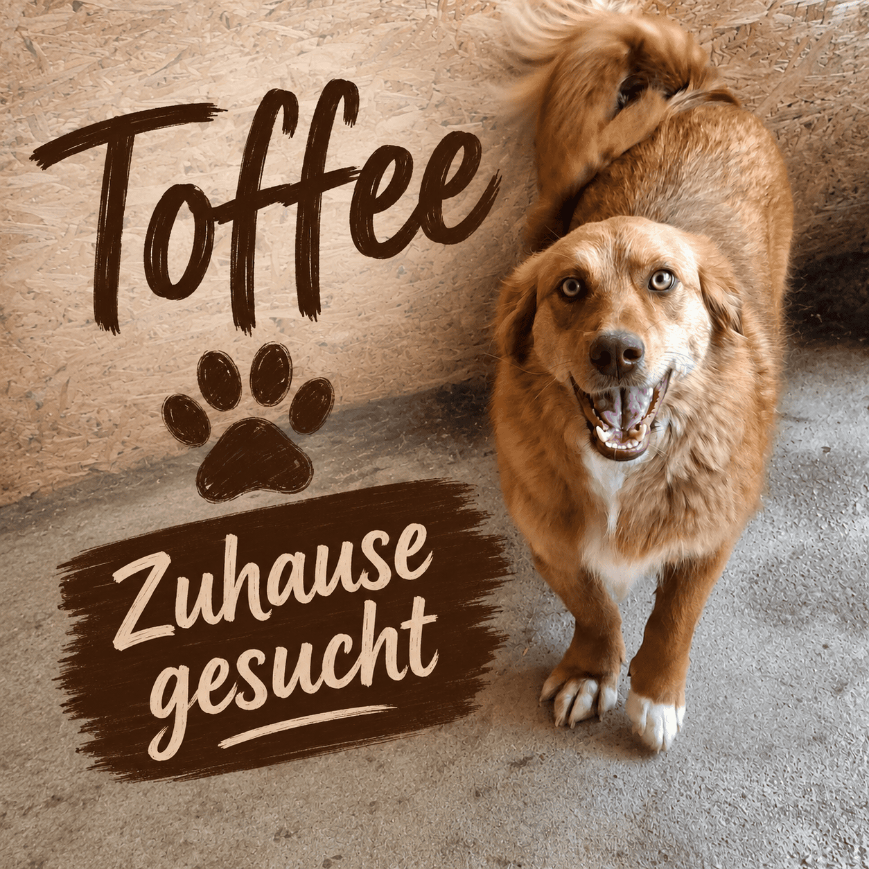 Hund sucht zuhause
